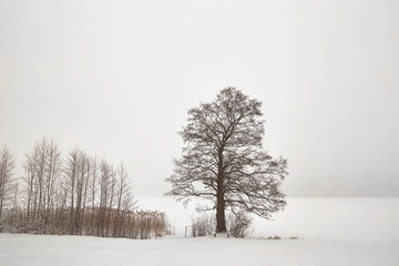 Belarus, Grodno, Molochnoe Lake. Lonely tree on the shore in winter.