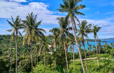 Naklejka na ściany i meble Beautiful blue lagoon view through the palm trees