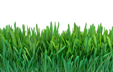 Fototapeta na wymiar Green grass. Natural grass texture pattern background. Meadow. Spring, summer season. Plant growth 3d rendering