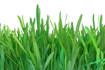 Fototapeta na wymiar Green grass. Natural grass texture pattern background. Meadow. Spring, summer season. Plant growth 3d rendering