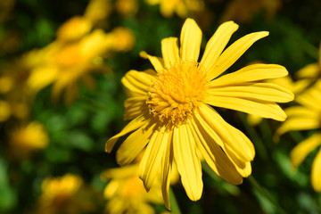 yellow day