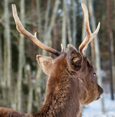 Wild deer with hornes.