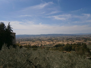 Fototapeta na wymiar Pianura con alberi di olivo e campi di fieno