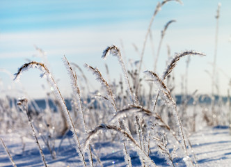 Frosted grass in winter.