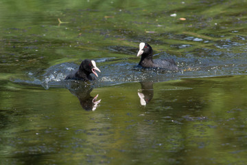 Eurasian coot on the west coast,Sweden