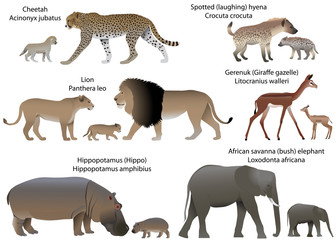 Collection of animals with cubs living in the territory of Africa: lion, cheetah, gerenuk, hippopotamus, african savanna elephant, spotted hyena