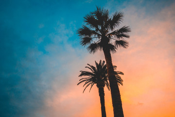 silhouettes of palms on warm and cold colored background