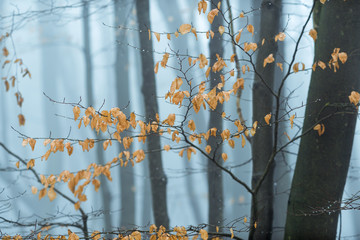 Autumn leafs in misty woodland 