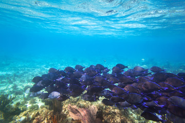 Naklejka na ściany i meble Shoal of blue fishes in the Caribbean Sea of Mexico