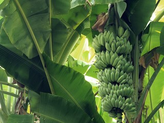 Closeup Shot at Bunch of Green Cavendish Banana or Gros Michel Banana on A Banana Tree.