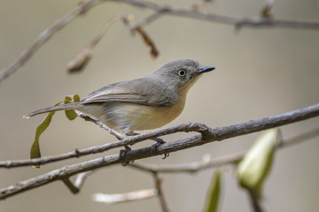 Common Newtonia - Newtonia brunneicauda, small brown shy bird from Madagascar dry forests. Kirindy.