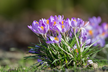 Spring purple crocus flowers on green grass