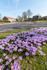 Naklejka na ściany i meble Spring purple crocus flowers on green grass