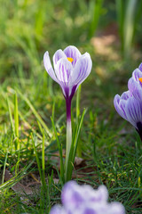 Spring purple crocus flowers on green grass