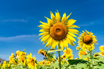 Sunflower with a sky background. with copy space for your text message or use for background.