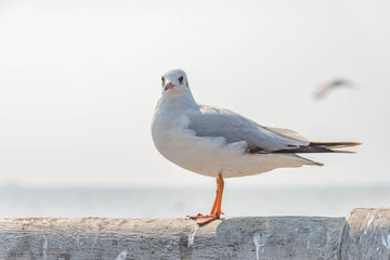 Seagull standing on a bridge at Miami,USA