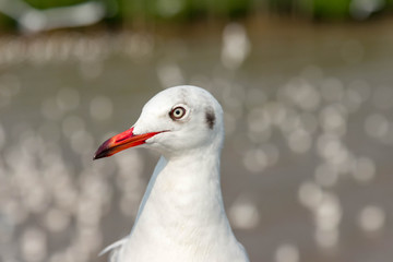 A seagull was staring at the camera.The animal fixedly looked at the camera.Miami,USA