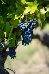 bunch of red grapes for red wine in vineyard before harvest