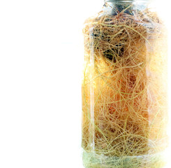 A plant in the water. Root