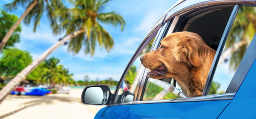 Golden Retriever looking out of car window in beach