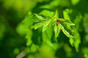 Insects mating. Ladybug mating on green leaf