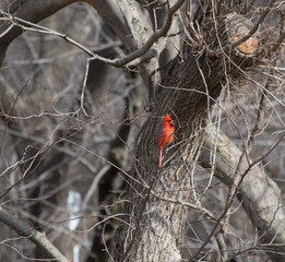 A bright red male cardinal chirping on a small tree branch.