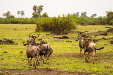 Naklejka na ściany i meble Wildebeest herds grazing in the savannah of Amboseliau Kenya