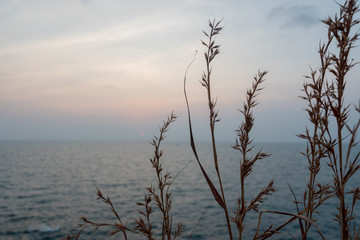 Fototapeta premium Viewpoint hill with sea blue sky and grass flowers in the front