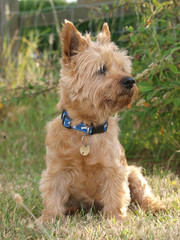 Cute Terrier