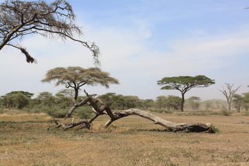 African landscape with dead tree