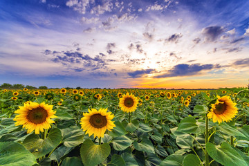 Vibrant sunflower field beautiful wide angle panorama in sunset in summer