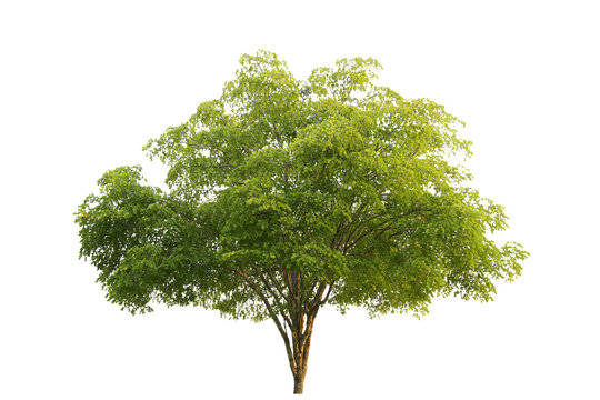 Green Tree at isolated on white background .