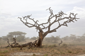African landscape with dead tree