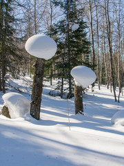 The snow cap on the broken trees.