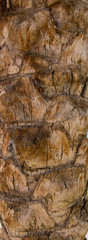 wood palm texture