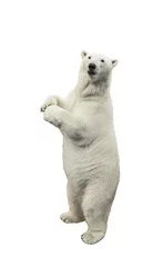 Foto op Plexiglas Staande ijsbeer. Geïsoleerd op witte achtergrond © vesta48