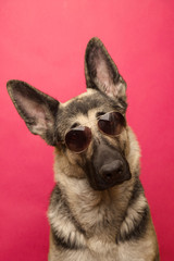 Funny dog in sunglasses peeking above pink banner. isolated on pink background. concept of summer.