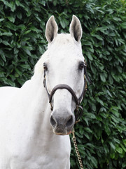 Grey Horse Head Shot