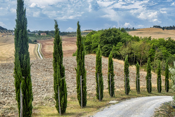 Fototapeta premium Tuscany: the road to Torre a Castello