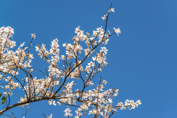 White flower, Bauhinia variegata,Orchid tree, Camel's Foot Tree,Bauhinia variegata is a species of plant family Fabaceae.