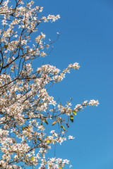 White flower, Bauhinia variegata,Orchid tree, Camel's Foot Tree,Bauhinia variegata is a species of plant family Fabaceae.