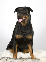 Rottweiler portrait. Image taken in a studio.