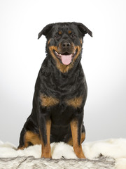 Rottweiler portrait. Image taken in a studio.