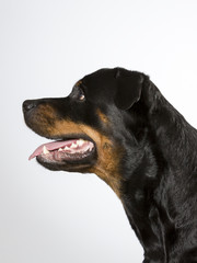 Fototapeta premium Rottweiler portrait. Image taken in a studio.