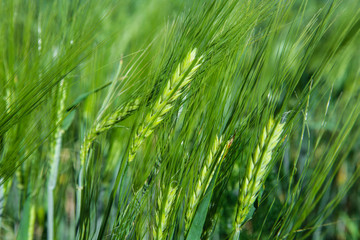 Green barley grass field detail