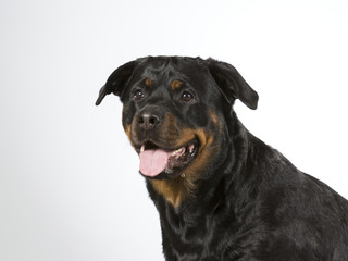 Rottweiler portrait. Image taken in a studio.