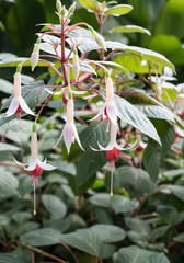 Fuchsia Flower