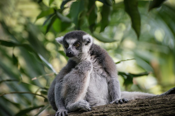 Attentive catta sits alone on the tree and saw something exciting. Cunning lemur on the nature background