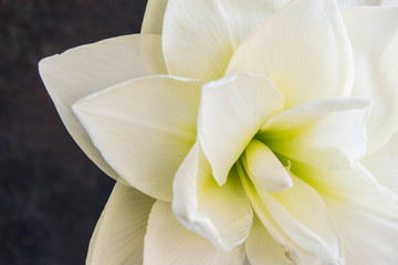 Fototapeta na wymiar amaryllis close-up