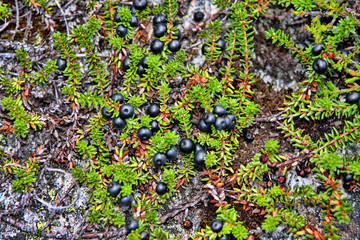 Carpet of moss on rocks, Norway